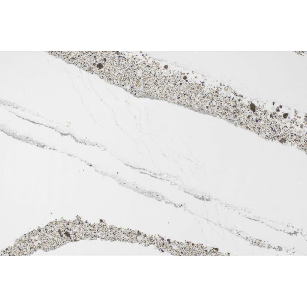 Annicca Quartz